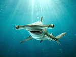 Face hammerhead shark